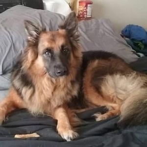 Meet your Posher, Norman